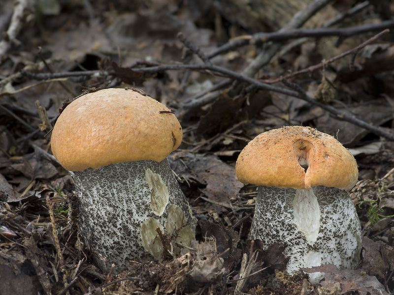 Leccinum versipelle